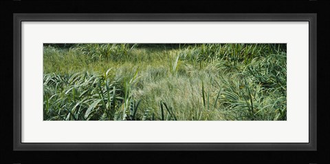 Framed Grass on a marshland, England Print