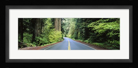 Framed Road passing through a forest, Prairie Creek Redwoods State Park, California, USA Print