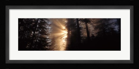 Framed God Rays, Redwoods National Park, CA Print
