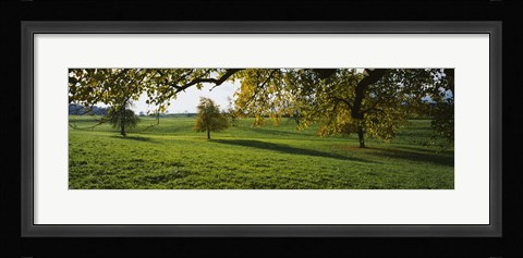 Framed Trees In A Field, Aargau, Switzerland Print
