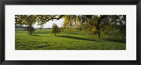 Framed Trees In A Field, Aargau, Switzerland Print
