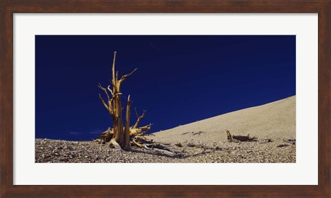 Framed Bare tree on a landscape, USA Print