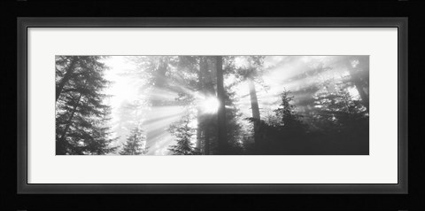 Framed Road, Redwoods Park, California, USA Print