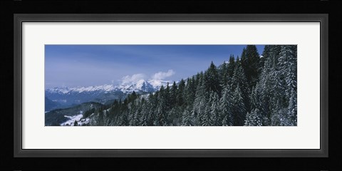 Framed Trees in a forest, Interlaken, Berne Canton, Switzerland Print