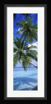 Framed Maldives Palm Trees Print