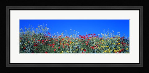 Framed Poppy field Tableland N Germany Print