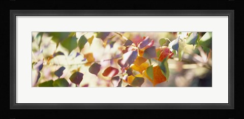 Framed Chinese Tallow Leaves Print