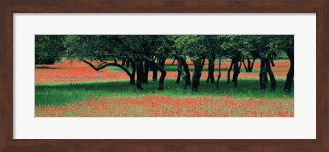 Framed Indian Paintbrushes And Scattered Oaks, Texas Hill Co, Texas, USA Print
