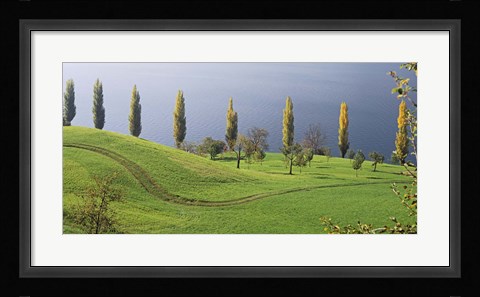 Framed Switzerland, Lake Zug, View of a row of Poplar Trees Print