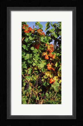 Framed Germany, Lake Konstanz, Fresh grapes in the vineyard Print