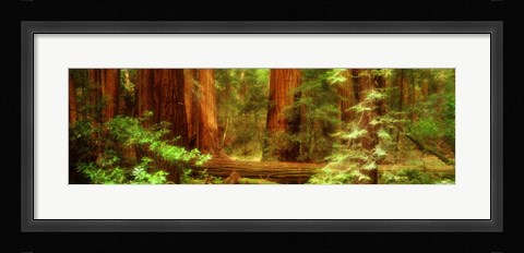 Framed Muir Woods, Trees, National Park, Redwoods, California Print