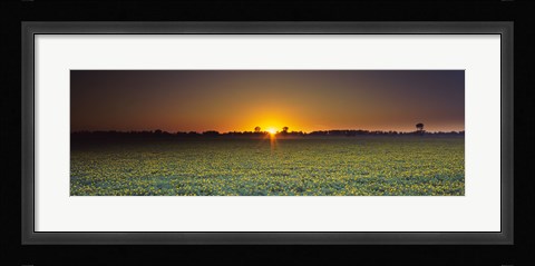 Framed Field of Safflower at dusk, Sacramento, California, USA Print