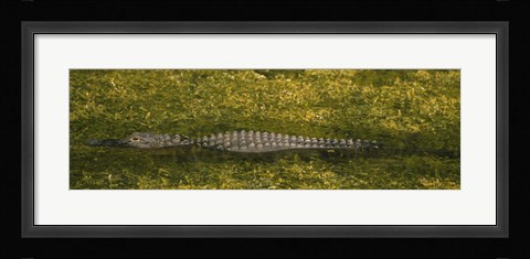 Framed Alligator flowing in a canal, Big Cypress Swamp National Preserve, Tamiami, Ochopee, Florida, USA Print