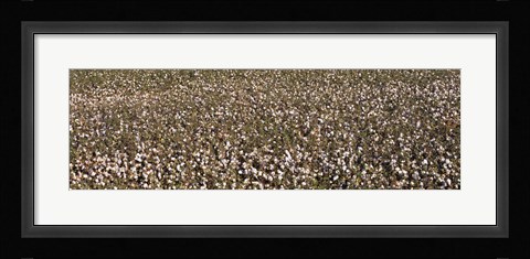 Framed High angle view of a cotton field, Fresno, San Joaquin Valley, California, USA Print