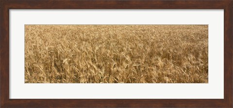 Framed Wheat crop in a field, Otter Tail County, Minnesota, USA Print