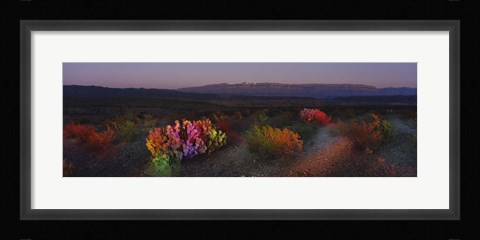 Framed Flowers in a field, Big Bend National Park, Texas, USA Print