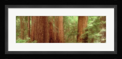 Framed Redwood Trees, Muir Woods, California, USA, Print