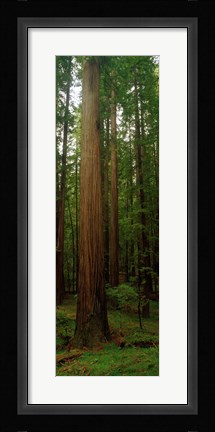 Framed Giant Redwood Trees Ave of the Giants Redwood National Park Northern CA Print