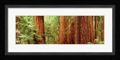 Framed Redwoods Muir Woods CA USA Print