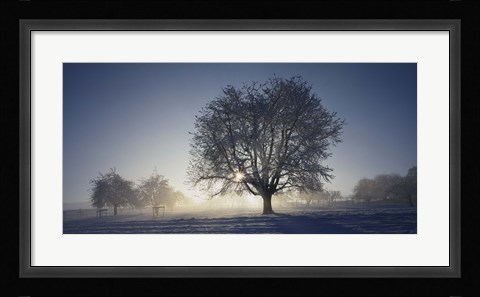 Framed Cherry Tree in Snow, Aargau, Switzerland Print