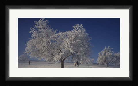 Framed Two people horseback riding through cherry trees on a snow covered landscape, Aargau, Switzerland Print