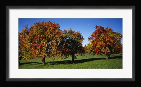 Framed Pear trees in a field, Swiss Midlands, Switzerland Print