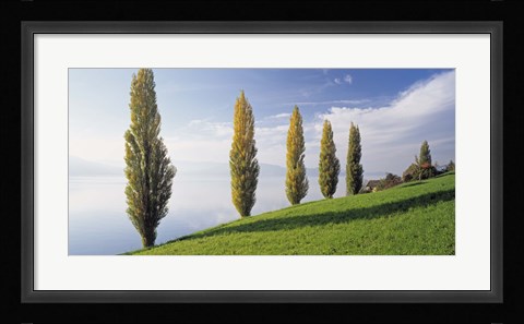Framed Switzerland, Lake Zug, Row of Populus Trees near a lake Print