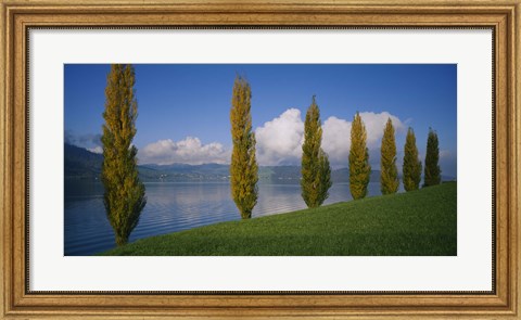 Framed Row of poplar trees along a lake, Lake Zug, Switzerland Print