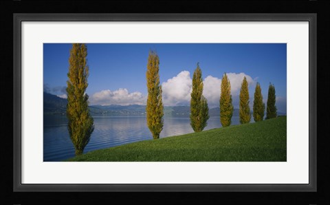 Framed Row of poplar trees along a lake, Lake Zug, Switzerland Print