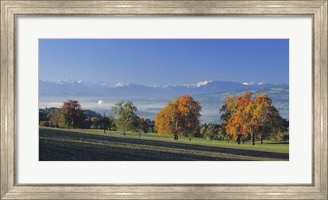 Framed Switzerland, Reusstal, Panoramic view of Pear trees in the Swiss Midlands Print