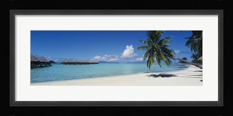 Framed Palm Tree On The Beach, Moana Beach, Bora Bora, Tahiti, French Polynesia Print