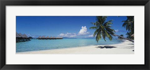 Framed Palm Tree On The Beach, Moana Beach, Bora Bora, Tahiti, French Polynesia Print