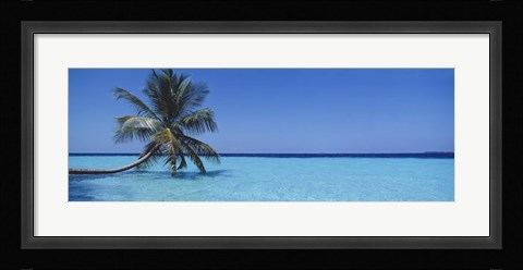 Framed Palm tree in the sea, Maldives Print