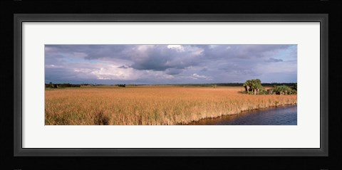 Framed USA, Florida, Big Cypress National Preserve along Tamiami Trail Everglades National Park Print