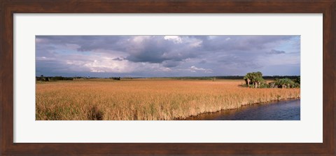 Framed USA, Florida, Big Cypress National Preserve along Tamiami Trail Everglades National Park Print