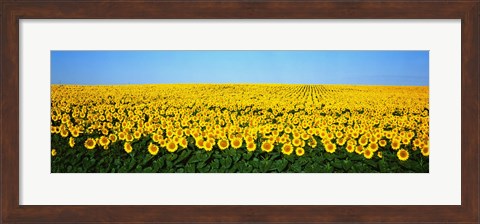 Framed Sunflower Field, North Dakota, USA Print