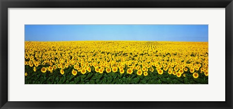 Framed Sunflower Field, North Dakota, USA Print