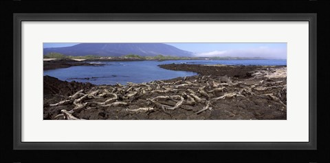 Framed Marine iguanas (Amblyrhynchus cristatus) at a coast, Fernandina Island, Galapagos Islands, Ecuador Print
