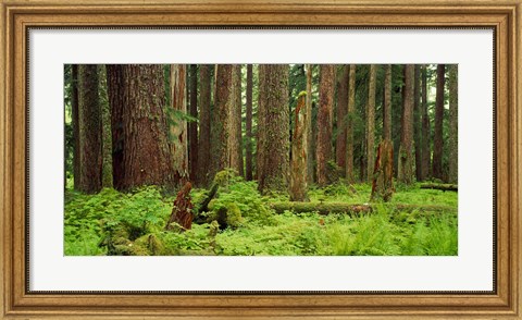 Framed Forest floor Olympic National Park WA USA Print