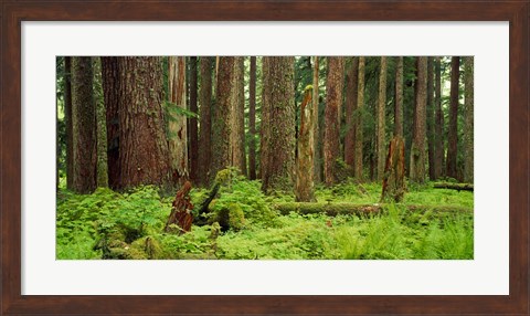 Framed Forest floor Olympic National Park WA USA Print