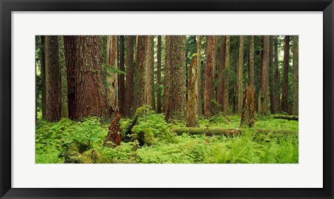 Framed Forest floor Olympic National Park WA USA Print