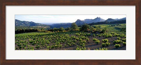 Framed Vineyard Dentelles de Montmirail Vaucluse Provence France Print
