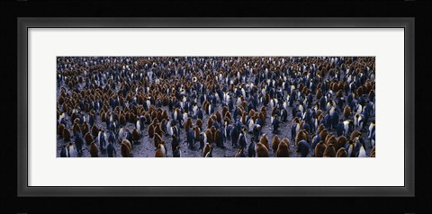 Framed King Penguin Colony Salisbury Plain South Georgia Sub-Antartic Print