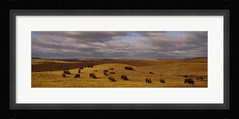 Framed High angle view of buffaloes grazing on a landscape, North Dakota, USA Print
