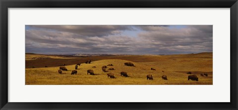 Framed High angle view of buffaloes grazing on a landscape, North Dakota, USA Print