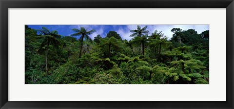 Framed Rain forest Paparoa National Park S Island New Zealand Print