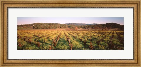 Framed Vineyard in Hopland, California Print