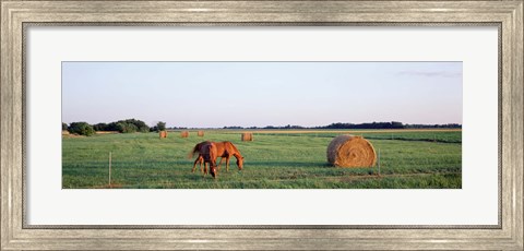 Framed Horses And Hay, Marion County, Illinois, USA Print