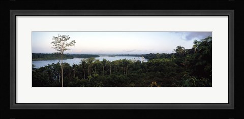 Framed Trees in a forest, Amazon Rainforest, Amazon, Peru Print