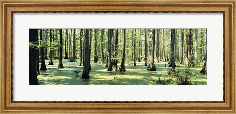Framed Cypress trees in a forest, Shawnee National Forest, Illinois, USA Print